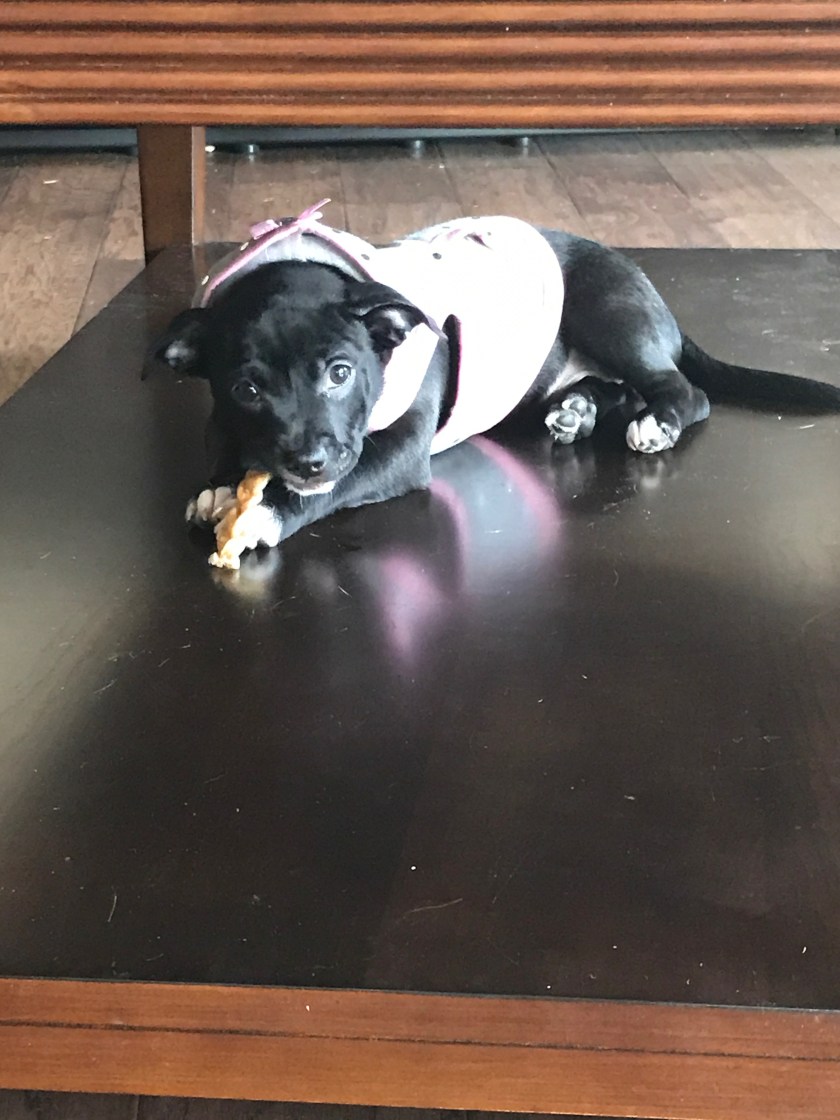 Sage eating her bone